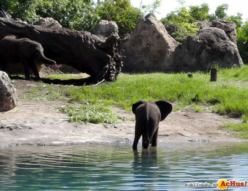 Imagen de Disney´s Animal Kingdom  Elefantes   Kilimanjaro Safaris